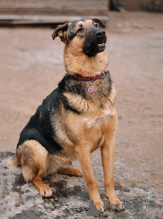 Zdjęcie №2 do zapowiedźy № 165126 na sprzedaż  pies nierasowy - wkupić się Federacja Rosyjska prywatne ogłoszenie