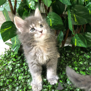 Zdjęcie №1. maine coon - na sprzedaż w Enns | negocjowane | Zapowiedź № 166215