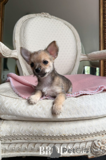 Zdjęcie №3. Słodkie szczenięta Chihuahua x Yorkiehuahua. Australia
