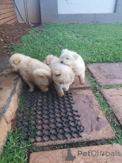 Zdjęcie №3. niesamowite szczenięta chow chow na sprzedaż i adopcja . USA