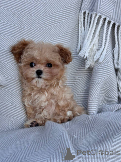 Zdjęcie №2 do zapowiedźy № 131739 na sprzedaż  pudel (zabawka) - wkupić się Włochy prywatne ogłoszenie