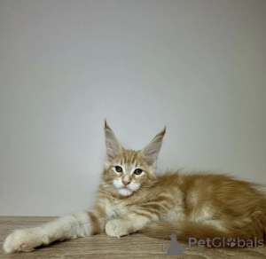 Zdjęcie №1. maine coon - na sprzedaż w Baden-Baden | 4736zł | Zapowiedź № 163723