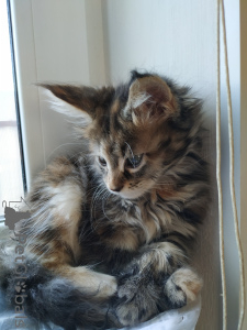 Zdjęcie №3. Maine-kun sprzedający rasy ras. Federacja Rosyjska