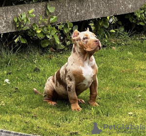 Zdjęcie №2 do zapowiedźy № 79574 na sprzedaż  american bully - wkupić się Niemcy prywatne ogłoszenie