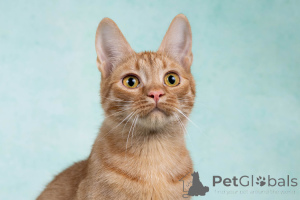 Zdjęcie №2 do zapowiedźy № 154292 na sprzedaż   - wkupić się Federacja Rosyjska prywatne ogłoszenie