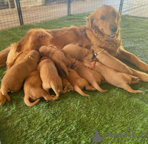 Zdjęcie №3. Samiec i samica Golden Retriever do adopcji. Niemcy