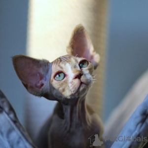 Zdjęcie №2 do zapowiedźy № 171387 na sprzedaż  devon rex - wkupić się Łotwa prywatne ogłoszenie