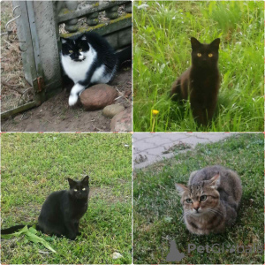 Zdjęcie №1.  - na sprzedaż w Mińsk | Bezpłatny | Zapowiedź № 165133