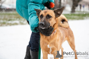 Zdjęcie №2 do zapowiedźy № 12788 na sprzedaż  pies nierasowy - wkupić się Federacja Rosyjska prywatne ogłoszenie