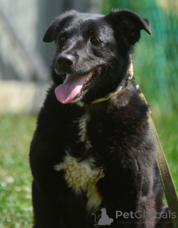 Zdjęcie №3. Gerda w poszukiwaniu najbardziej wiernego przyjaciela.. Federacja Rosyjska