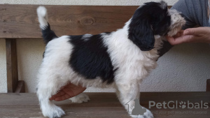 Zdjęcie №3. Puppy Szczenię Polski Owczarek Nizinny - Polish Lowland Sheepdog FCI. Polska