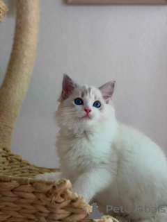 Zdjęcie №1. ragdoll - na sprzedaż w Helmond | negocjowane | Zapowiedź № 170644