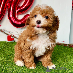 Zdjęcie №4. Sprzedam pudel (zabawka) w Dusseldorf. prywatne ogłoszenie - cena - 1674zł