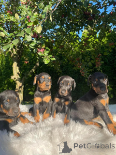 Zdjęcie №1. doberman - na sprzedaż w Helsinki | Bezpłatny | Zapowiedź №160298