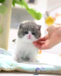 Zdjęcie №1. scottish fold - na sprzedaż w Berlin | 1913zł | Zapowiedź № 138843