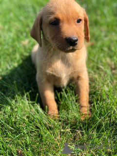 Zdjęcie №1. labrador retriever - na sprzedaż w Братислава | 1166zł | Zapowiedź №28967