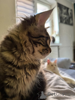 Zdjęcie №3. Adorables Gatitos Maine Coon para un nuevo hogar. Hiszpania