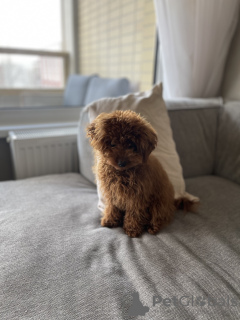 Zdjęcie №4. Sprzedam pudel (zabawka) w Vienna. prywatne ogłoszenie - cena - negocjowane