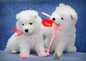 Zdjęcie №1. samojed (rasa psa) - na sprzedaż w Ateny | negocjowane | Zapowiedź №172548