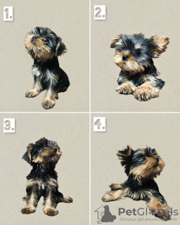 Zdjęcie №1. yorkshire terrier - na sprzedaż w Tbilisi | negocjowane | Zapowiedź №63800