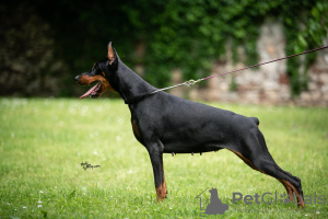 Zdjęcie №3. Doberman szczeniaki. Serbia