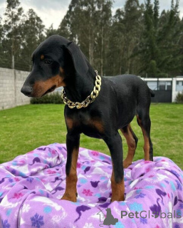 Zdjęcie №1. doberman - na sprzedaż w Antwerpia | negocjowane | Zapowiedź №169666