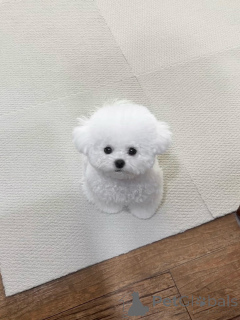 Zdjęcie №3. Sprzedam rasowe szczenięta maltańczyka, zdrowe, zaszczepione i gotowe na nowe. Niemcy