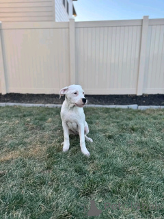 Zdjęcie №3. Dogo Argentino szczenięta do adopcji. USA