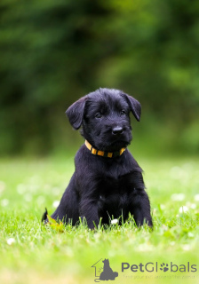 Zdjęcie №1. sznaucer olbrzym - na sprzedaż w Beaufort | 2317zł | Zapowiedź №171906