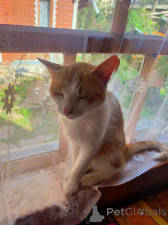 Zdjęcie №2 do zapowiedźy № 135921 na sprzedaż   - wkupić się Federacja Rosyjska prywatne ogłoszenie