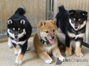 Zdjęcie №1. shiba - na sprzedaż w Hegyeshalom | negocjowane | Zapowiedź №175014