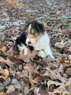 Zdjęcie №3. Drahthaar-Foxterrier-Welpen. Niemcy