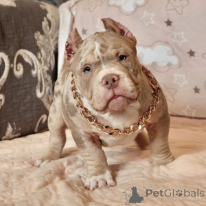 Zdjęcie №2 do zapowiedźy № 137873 na sprzedaż  american bully - wkupić się USA prywatne ogłoszenie