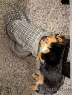 Zdjęcie №1. yorkshire terrier - na sprzedaż w Choirokoitia | negocjowane | Zapowiedź №173358