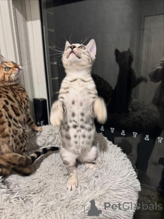 Zdjęcie №2 do zapowiedźy № 152663 na sprzedaż  kot bengalski - wkupić się Szwajcaria prywatne ogłoszenie