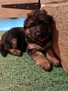 Zdjęcie №4. Sprzedam owczarek niemiecki w Мадрид. prywatne ogłoszenie - cena - 1913zł