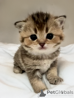 Zdjęcie №2 do zapowiedźy № 136313 na sprzedaż  scottish straight - wkupić się Francja hodowca