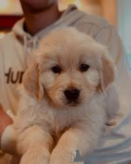 Zdjęcie №3. Sprzedam szczenięta rasy golden retriever. Holandia