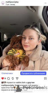 Zdjęcie №4. Sprzedam maltipu w Mińsk. od żłobka - cena - 8341zł