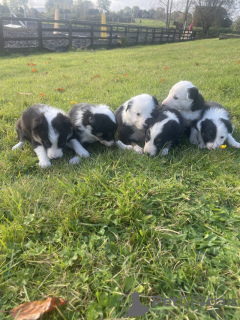 Zdjęcie №2 do zapowiedźy № 77813 na sprzedaż  border collie - wkupić się USA prywatne ogłoszenie