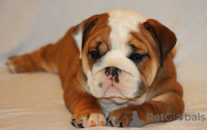 Zdjęcie №3. Angielski Bulldogge Welpen zu verkaufen. Austria