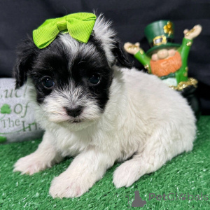 Zdjęcie №2 do zapowiedźy № 165218 na sprzedaż  maltipu - wkupić się Rumunia hodowca