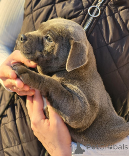 Zdjęcie №4. Sprzedam staffordshire bull terrier w Fijnaart. prywatne ogłoszenie - cena - negocjowane