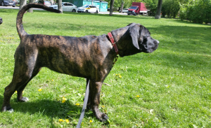 Zdjęcie №3. szczenięta cane corso. Federacja Rosyjska