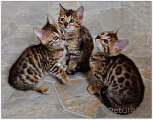 Zdjęcie №1.  - na sprzedaż w Berlin | Bezpłatny | Zapowiedź № 133425