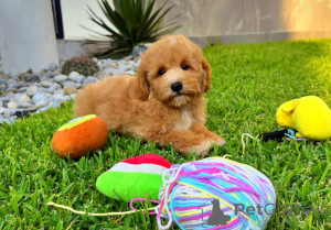 Zdjęcie №3. Słodkie maltipoos dostępne dla nowych domów. Niemcy