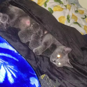 Zdjęcie №1. kot brytyjski krótkowłosy - na sprzedaż w Halle (Saale) | 1818zł | Zapowiedź № 167270