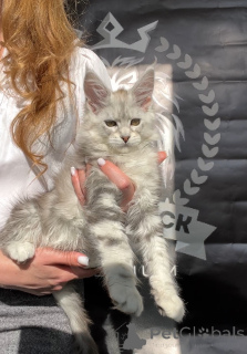 Zdjęcie №4. Sprzedam maine coon w Москва. od żłobka - cena - 7624zł