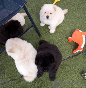 Zdjęcie №1. chow-chow - na sprzedaż w Gaver | 2392zł | Zapowiedź №159424