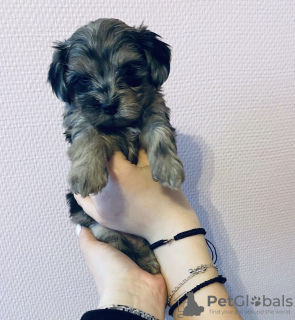 Zdjęcie №4. Sprzedam maltipu w Paryż. prywatne ogłoszenie - cena - 6278zł